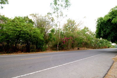 ที่ดิน สวนผึ้ง ราชบุรี : ขายที่ดิน แปลงมุม สวนผึ้ง ราชบุรี ป่าหวาย 1,115 ตร.ว หรือ 2-3-15 ไร่ ติดถนนทางหลวง โป่งยอ