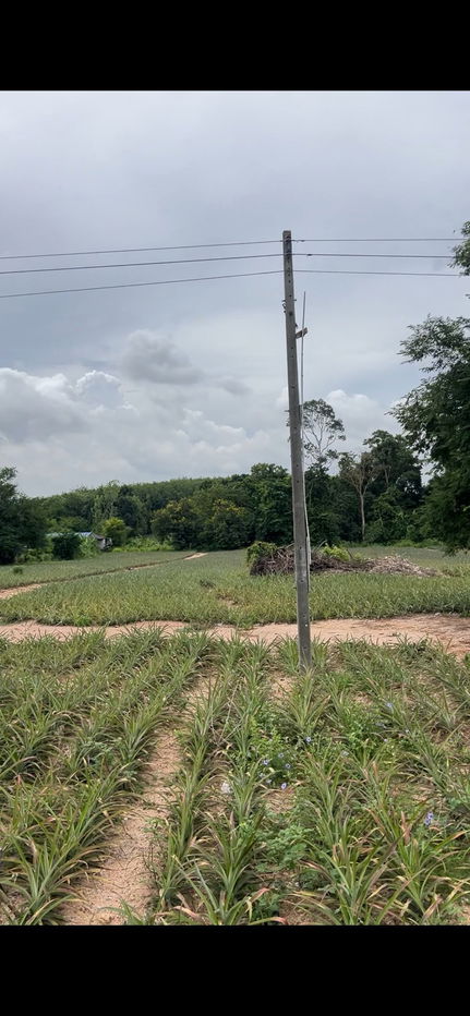 รูป ขาย / เช่า ที่ดินเปล่า 14 ไร่ นิคมพัฒนา ซอย 5 สาย 13 จ.ระยอง - รูปที่ 7/8