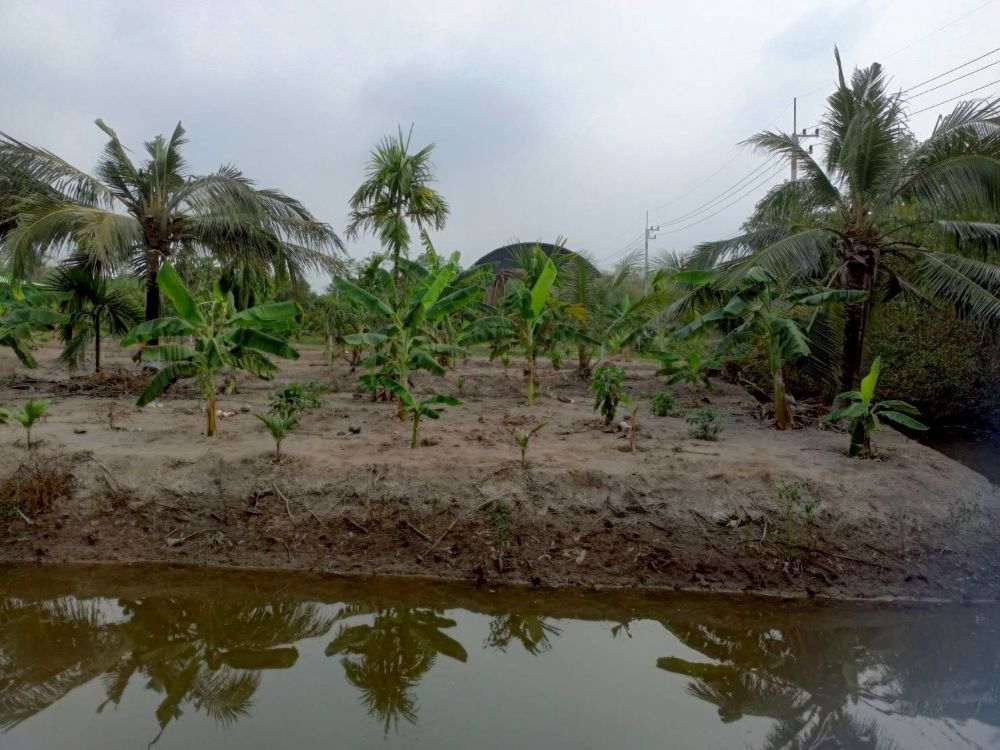 รูป ขายที่ดินเปล่า 4 ไร่ 27 ตร.วา ติดคลอง บรรยากาศดี เหมาะสร้างบ้านสวน ทำเกษตร ต.บางไผ่ อ.เมือง จ.ฉะเชิงเทรา - รูปที่ 2/15