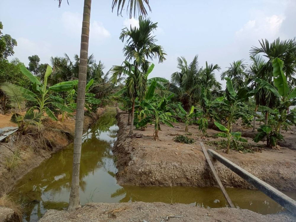 รูป ขายที่ดินเปล่า 4 ไร่ 27 ตร.วา ติดคลอง บรรยากาศดี เหมาะสร้างบ้านสวน ทำเกษตร ต.บางไผ่ อ.เมือง จ.ฉะเชิงเทรา - รูปที่ 3/15