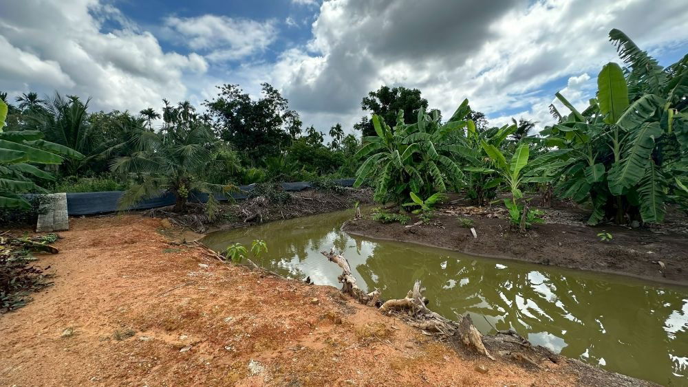 รูป ขายที่ดินเปล่า 4 ไร่ 27 ตร.วา ติดคลอง บรรยากาศดี เหมาะสร้างบ้านสวน ทำเกษตร ต.บางไผ่ อ.เมือง จ.ฉะเชิงเทรา - รูปที่ 9/15