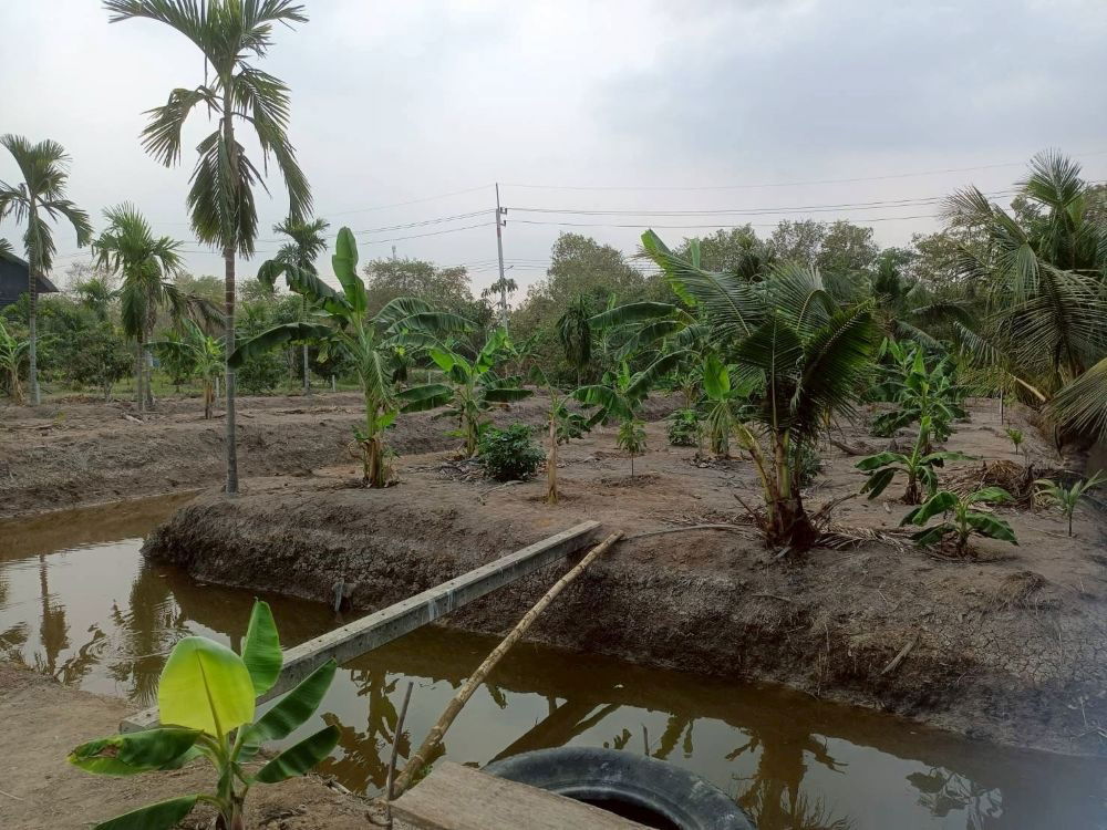 รูป ขายที่ดินเปล่า 4 ไร่ 27 ตร.วา ติดคลอง บรรยากาศดี เหมาะสร้างบ้านสวน ทำเกษตร ต.บางไผ่ อ.เมือง จ.ฉะเชิงเทรา - รูปที่ 5/15