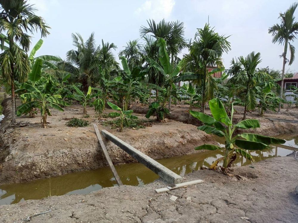 รูป ขายที่ดินเปล่า 4 ไร่ 27 ตร.วา ติดคลอง บรรยากาศดี เหมาะสร้างบ้านสวน ทำเกษตร ต.บางไผ่ อ.เมือง จ.ฉะเชิงเทรา - รูปที่ 4/15