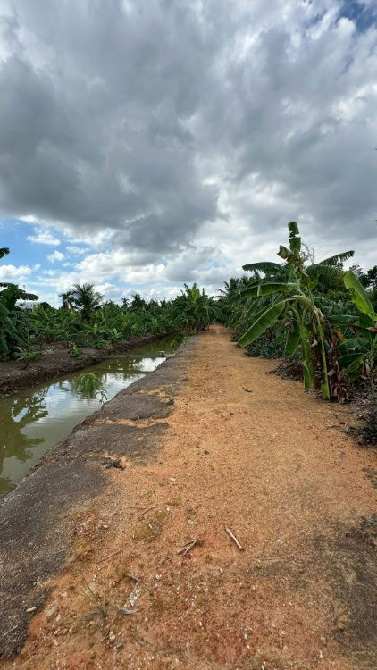 รูป ขายที่ดินเปล่า 4 ไร่ 27 ตร.วา ติดคลอง บรรยากาศดี เหมาะสร้างบ้านสวน ทำเกษตร ต.บางไผ่ อ.เมือง จ.ฉะเชิงเทรา - รูปที่ 10/15