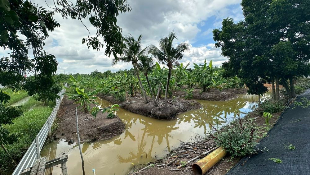 รูป ขายที่ดินเปล่า 4 ไร่ 27 ตร.วา ติดคลอง บรรยากาศดี เหมาะสร้างบ้านสวน ทำเกษตร ต.บางไผ่ อ.เมือง จ.ฉะเชิงเทรา - รูปที่ 6/15