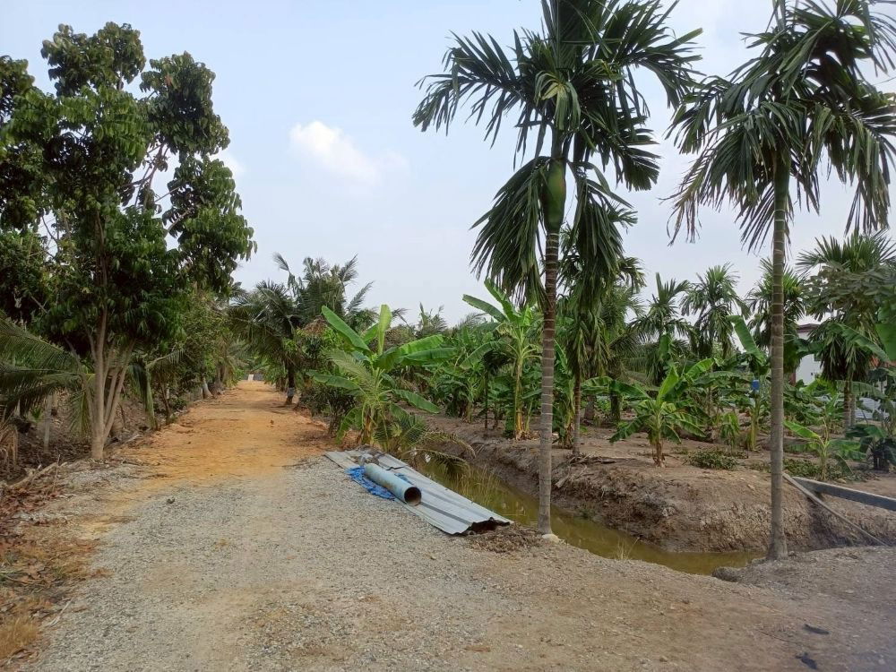 รูป ขายที่ดินเปล่า 4 ไร่ 27 ตร.วา ติดคลอง บรรยากาศดี เหมาะสร้างบ้านสวน ทำเกษตร ต.บางไผ่ อ.เมือง จ.ฉะเชิงเทรา - รูปที่ 11/15