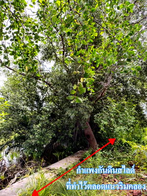 ที่ดิน เมืองสมุทรสงคราม สมุทรสงคราม :  ที่ดิน 6 ไร่เศษ  ติดคลองสุนัขหอน  ติดถนน  ต.ลาดใหญ่ อ.เมือง จ.สมุทรสงคราม