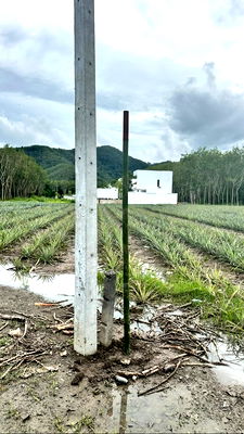 Land for sale Thalang Phuket : Land for sale. Thalang near Blue Tree