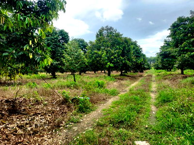 Land for sale Chanthaburi : Land for Sale – 59+ Rai Durian Orchard with Mature Trees, Adjacent to Sukhumvit Road, in the Heart of Chanthaburi’s Agricultural Area
