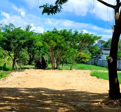 ที่ดิน สารภี เชียงใหม่ : ขายที่สวนสารภีทำเลดีถมดินเรียบร้อยพร้อมโอน