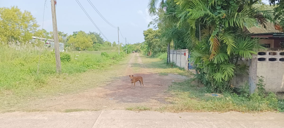 รูป ขายบ้าน1ชั้น ติดถนนคอนกรีต ... - รูปที่ 2/13