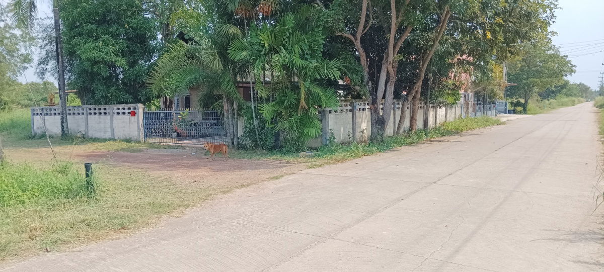 รูป ขายบ้าน1ชั้น ติดถนนคอนกรีต ... - รูปที่ 1/13