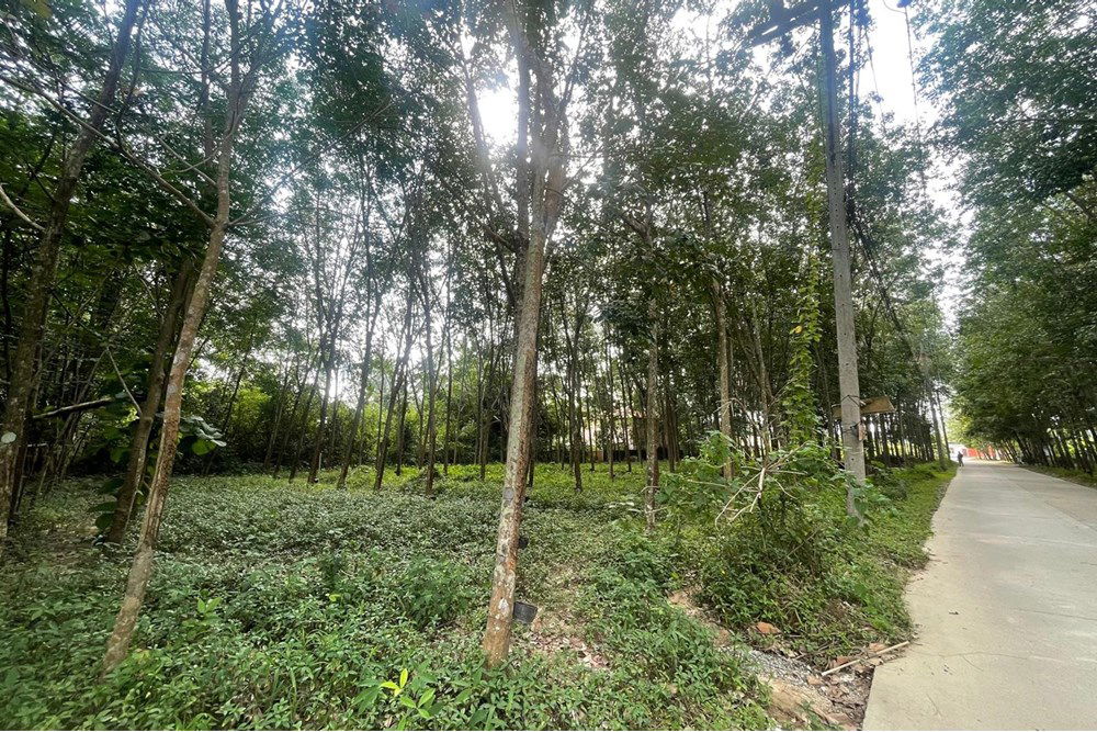 รูป [920121068-47] Land for lease near Greenacre International School in Na Mueang - รูปที่ 4/13