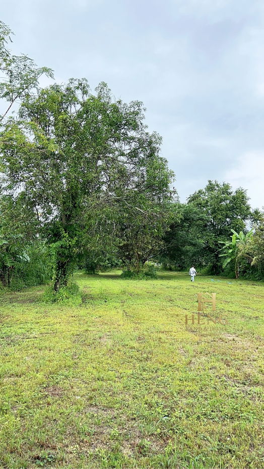 รูป ที่ดิน 2-3-68 ไร่ อ.แม่สรวย จ.เชียงราย ติดถนนหลวง เติบโตต่อเนื่อง - รูปที่ 3/10