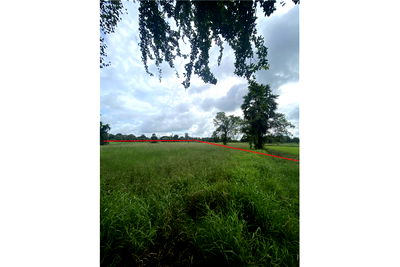 Land for sale Phimai Nakhon Ratchasima : [920461002-259] ขายที่ดิน อ.พิมาย จ.โคราช P-NE-NS001