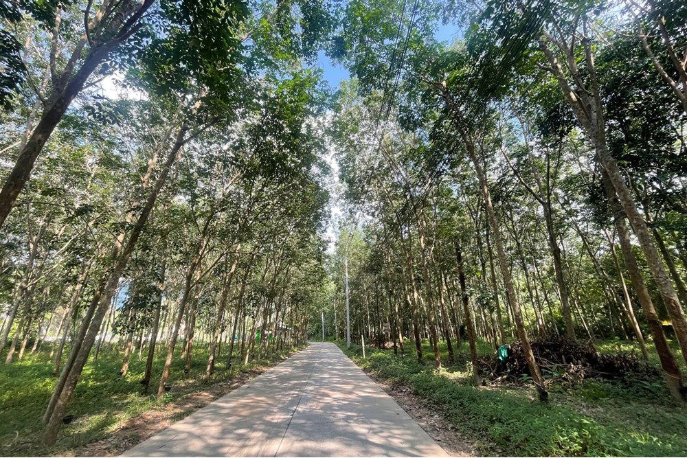 รูป [920121068-47] Land for lease near Greenacre International School in Na Mueang - รูปที่ 3/13