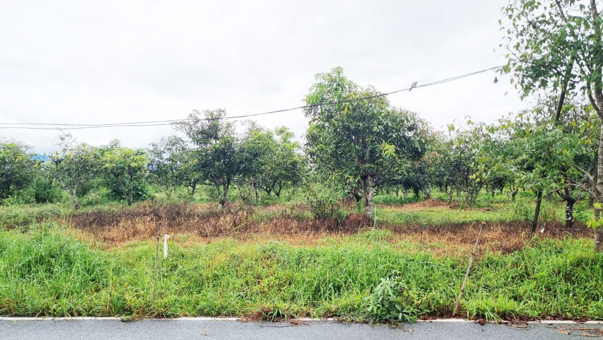 picture Land for Sale in Li, Lamphun – 23-3-09 Rai – Mountain Views, Natural Ambiance – Great Price! - 4/5