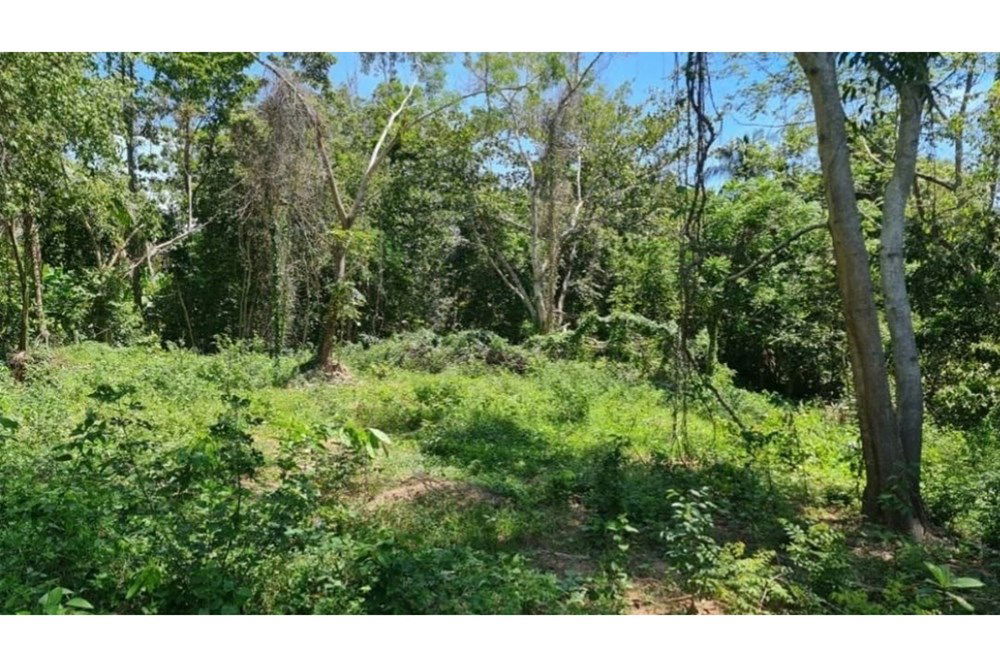 รูป [920621004-122] ขายที่ดินพร้อมใบอนุญาตรีสอร์ท - ใกล้ Seed to Feed เกาะพะงัน - รูปที่ 4/5