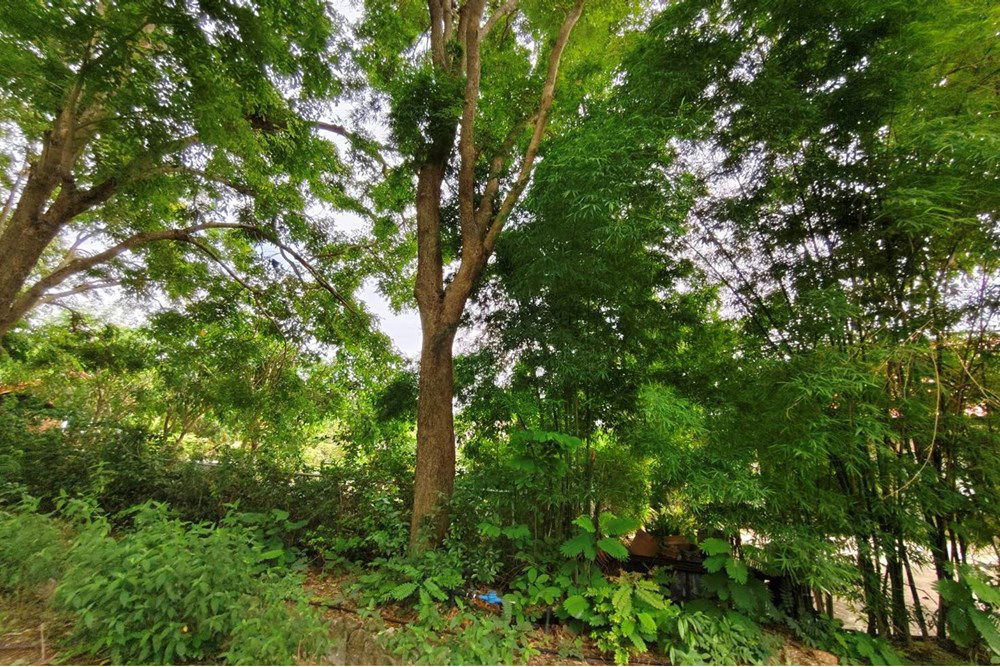 picture [920611001-346] Idyllic Bang Sare Land: Build Your Dream Home! - 12/22