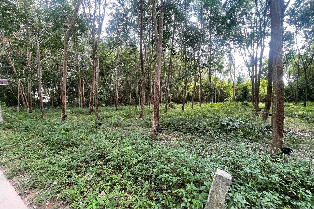 รูป [920121068-47] Land for lease near Greenacre International School in Na Mueang - รูปที่ 5/13