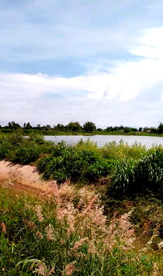 ที่ดิน พนัสนิคม ชลบุรี : ขายที่บ่อปลา ติดคลอง 9 ถึง 30 ไร่ ติดถนน ต.ท่าข้าม อ.พนัสนิคม จ.ชลบุรี