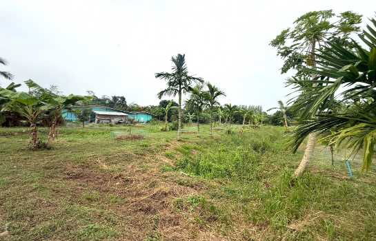 picture Land for sale with durian orchard, sprinkler system, Bo Thong, Chonburi. 154 sq m, 7 rai near Road 3340, good location. - 6/12