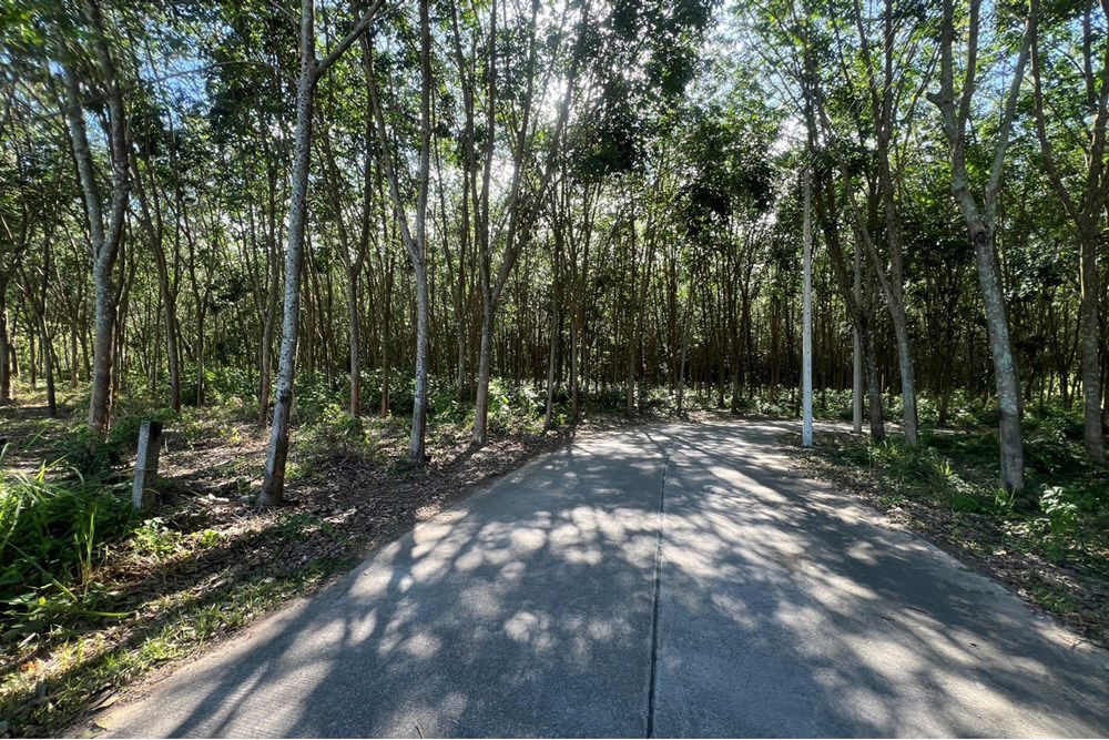 รูป [920121030-279] Peaceful Flat Land In Na Mueng, 3,048 SQ.M. 5.5M THB Ready to Build - รูปที่ 5/20