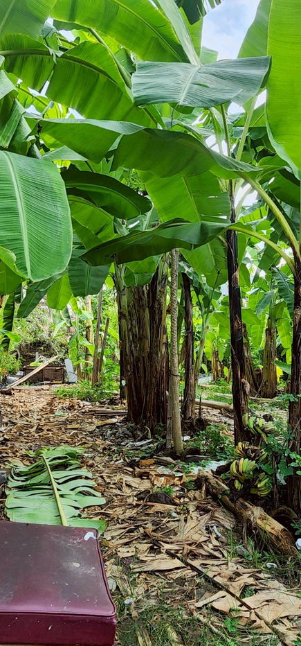 รูป ขาย ซื้อ ที่ดิน ศรีนครินทร์ ที่ดินถมแล้ว ราคาถูก สนใจ Line: @951qfbfi - รูปที่ 7/9