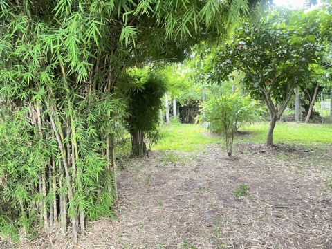 รูป ขายที่ดินถมแล้วพร้อมสวนต้นไม้ร่มรื่น 70ตรว. ทำเลดีมาก ในซอยร่มรื่น เงียบสงบ ดอนเมือง ซ.วัดเวฬุวนาราม 9 แยก14 กรุงเทพ - รูปที่ 3/8