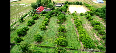 ขายที่ดิน : ขายที่ดินร้านอาการปู๋หลงโต้ง เชียงดาว