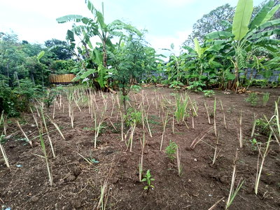 Land for sale IT Square Laksi : Land filling 97 square wah,primel location near BTS Chaengwattana