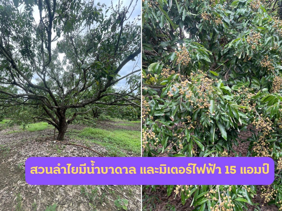 รูป ขายที่ดินทำเลดี 2 ไร่ 109 ตรว – ใกล้แยกแม่วาง เชียงใหม่ - รูปที่ 2/6