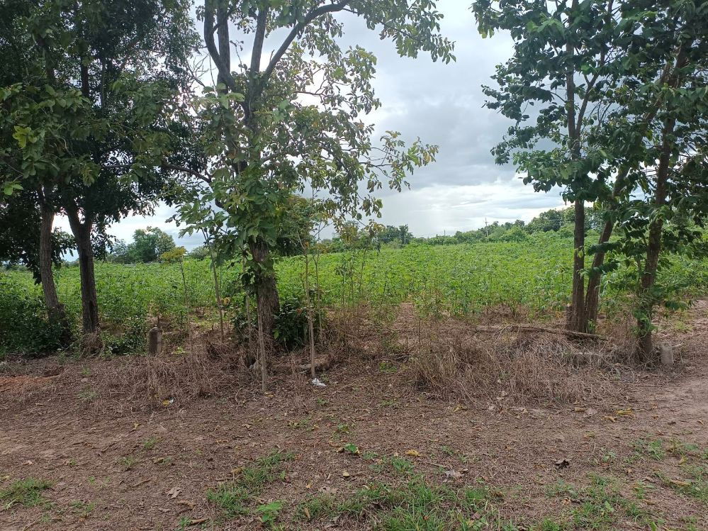 รูป ขายที่ดิน 9-2-13 ไร่ ติดถนน ทำบ้านจัดสรรได้ ติดเทศบาล ตำบลเนินขาม อ.เนินขาม จ.ชัยนาท ขายถูกสุดในย่านนี้ - รูปที่ 5/12