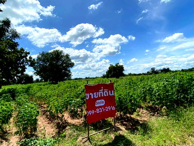 ขายที่ดิน : ขายที่ดิน 9-2-13 ไร่ ติดถนน ทำบ้านจัดสรรได้ ติดเทศบาล ตำบลเนินขาม อ.เนินขาม จ.ชัยนาท ขายถูกสุดในย่านนี้