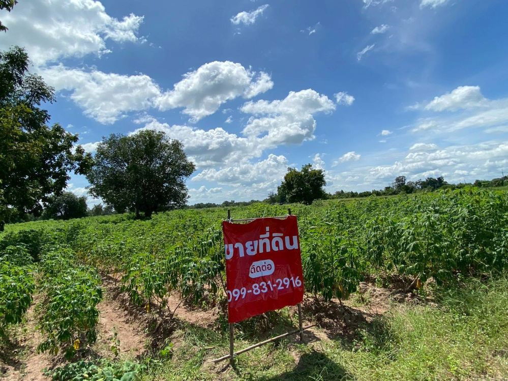 รูป ขายที่ดิน 9-2-13 ไร่ ติดถนน ทำบ้านจัดสรรได้ ติดเทศบาล ตำบลเนินขาม อ.เนินขาม จ.ชัยนาท ขายถูกสุดในย่านนี้ - รูปที่ 1/12