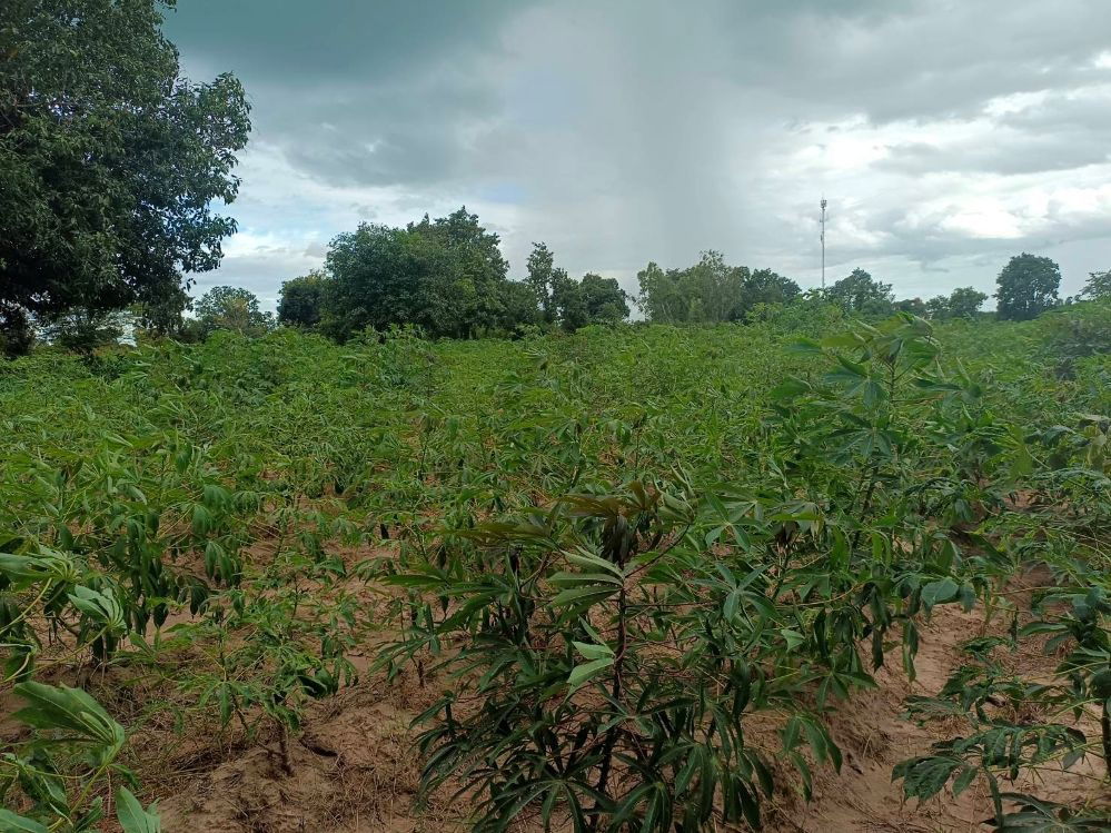 รูป ขายที่ดิน 9-2-13 ไร่ ติดถนน ทำบ้านจัดสรรได้ ติดเทศบาล ตำบลเนินขาม อ.เนินขาม จ.ชัยนาท ขายถูกสุดในย่านนี้ - รูปที่ 4/12