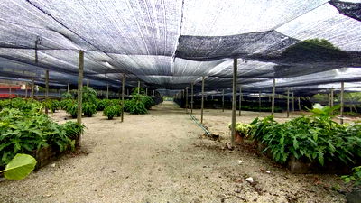 เช่าที่ดิน นนทบุรี : ให้ เช่า ที่ดิน ราชพฤกษ์ นนทบุรี ทำเลดี 1-3-0 ไร่ เหมาะทำโกดัง