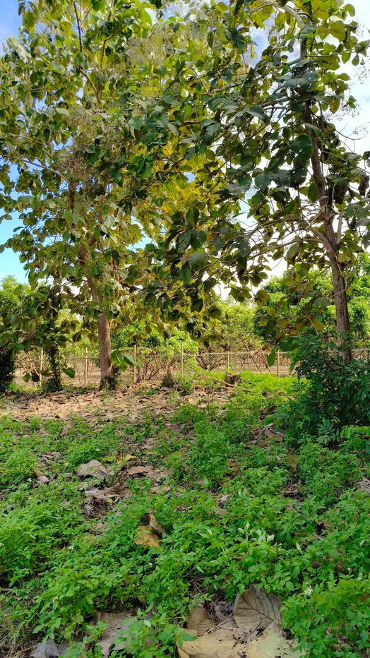 รูป ขายที่ดินตำบลสันผีเสื้อถนนคอนกรีตวิวดอยโฉนด - รูปที่ 12/15