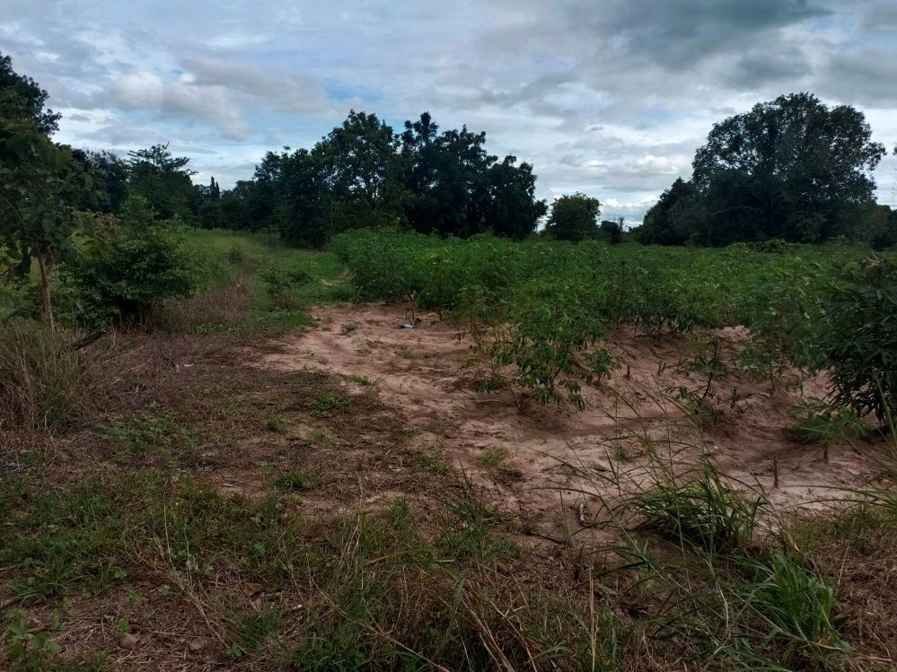 รูป ขายที่ดิน 9-2-13 ไร่ ติดถนน ทำบ้านจัดสรรได้ ติดเทศบาล ตำบลเนินขาม อ.เนินขาม จ.ชัยนาท ขายถูกสุดในย่านนี้ - รูปที่ 8/12