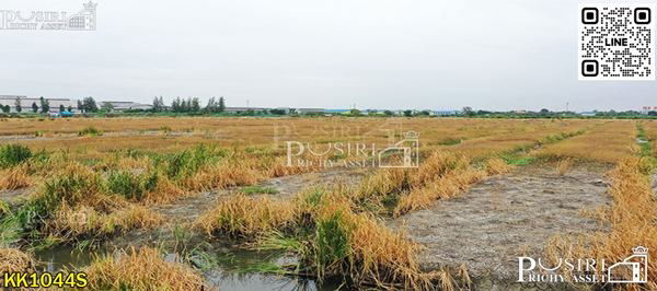 รูป ที่สวยสร้างโกดัง 38 ไร่เศษ หน้ากว้างถึง 200 ม. ติดถนนที่รถเทรลเลอร์เข้าออกสบาย ใกล้ถนนบ้านแพ้ว พระราม 2 คุ้มค่ากว่าที่อื่นๆ - KK1044S - รูปที่ 2/5