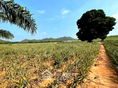 Land for sale Muang Prachaubkirikhan Prachaubkirikhan : 49,223.6 m² Land for Sale in Bo Nok (ID 2433011)