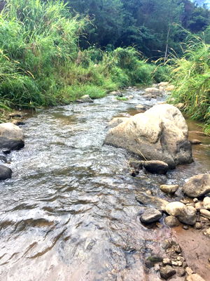 ที่ดิน เชียงใหม่ : ขายที่นาขั้นบรรไดตำบลท่าผาแม่แจ่มติดน้ำยาว 50เมตร