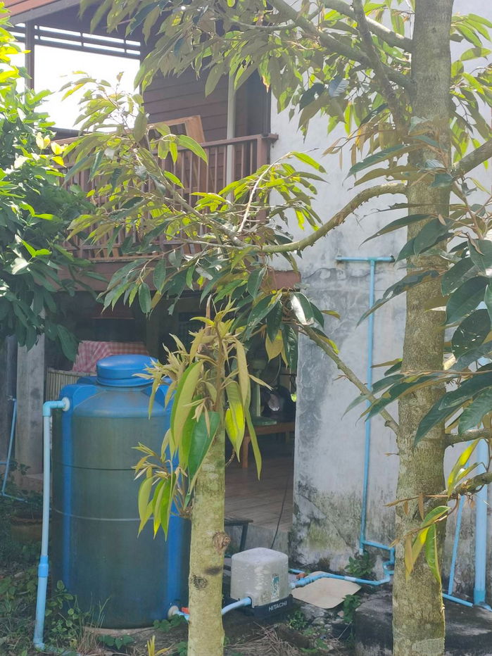 รูป เจ้าของขายเอง ขายด่วน! บ้านเดี่ยวพร้อมสวนทุเรียนที่ดูแลอย่างดี ราคาเพียง 3 ล้านบาท เท่านั้น! เนื้อที่ 2-3-54 ไร่ ต.ทุ่งกง กาญจนดิษฐ์ สุราษฎร์ธานี - รูปที่ 5/7