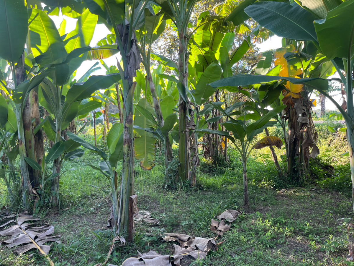 รูป ขายที่ดินลาดเชิงเขา เนื้อที่ 142 ตารางวา มีโฉนด ติดถนนหลวง ขายพร้อมโอน 950000 - รูปที่ 23/30