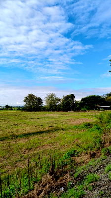 ที่ดิน เชียงใหม่ : ขายที่ดินติดถนนหลักแถวดอยสะเก็ตโฉนดพร้อมโอน