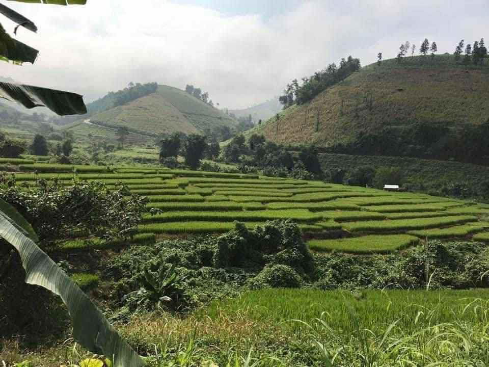 รูป ขายที่นาขั้นบรรไดตำบลท่าผาแม่แจ่มติดน้ำยาว 50เมตร - รูปที่ 2/2