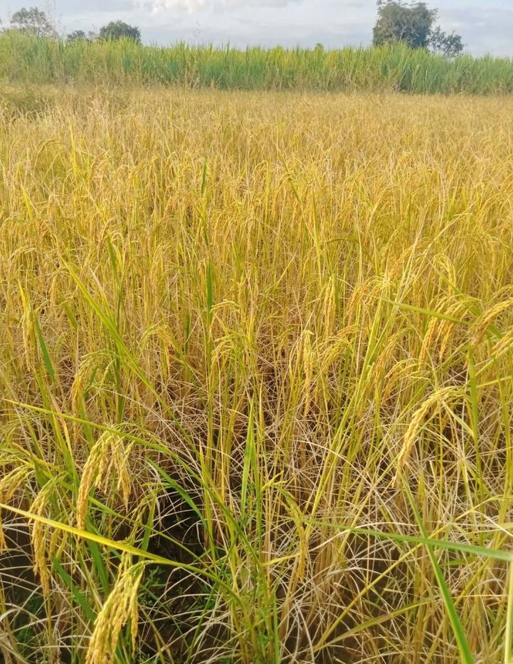 รูป ขายที่ดิน 8 ไร่  ยกแปลง 1,000,000 บาท ต.นากอก อ.ศรีบุญเรือง จ.หนองบัวลำภู - รูปที่ 2/6