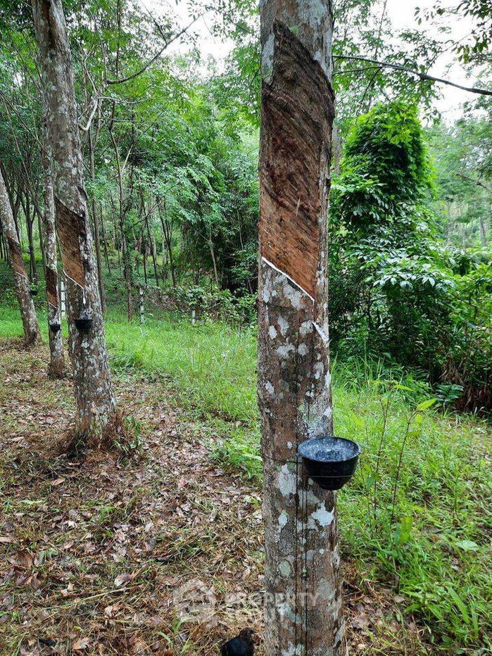 รูป ที่ดินสำหรับปล่อยขาย 5,965.2 ตารางเมตร แถว ใน ถลาง (ID 1558625) - รูปที่ 2/4