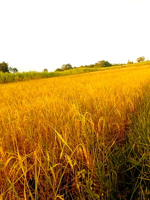 ขายที่ดิน : ขายที่ดิน 8 ไร่  ยกแปลง 1,000,000 บาท ต.นากอก อ.ศรีบุญเรือง จ.หนองบัวลำภู