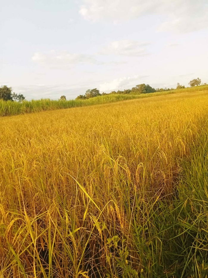 รูป ขายที่ดิน 8 ไร่  ยกแปลง 1,000,000 บาท ต.นากอก อ.ศรีบุญเรือง จ.หนองบัวลำภู - รูปที่ 1/6